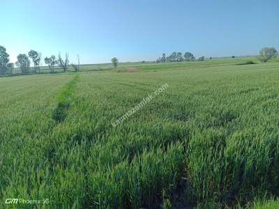 Tekirdağ Saray Osmanlı Köyünde Satılık Tarla 6