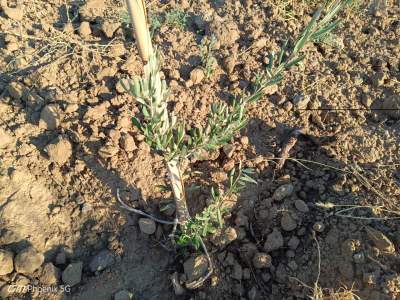 Tekirdağ Şarköy Camiikebir Mahallesi Satılık Zeytinlik 7