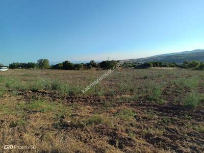 Tekirdağ Şarköy Camiikebir Mahallesi Satılık Zeytinlik 9