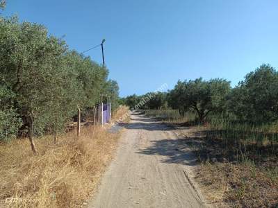 Tekirdağ Şarköy Camiikebir Mahallesi Satılık Tarla 2