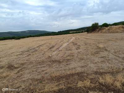 Tekirdağ Şarköy Camiikebir Mahallesi Satılık Tarla 1