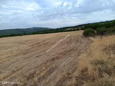 Tekirdağ Şarköy Camiikebir Mahallesi Satılık Tarla 6