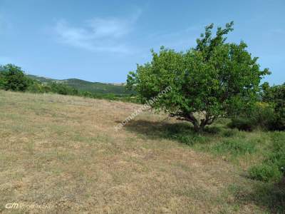 Tekirdağ Şarköy Çengelli Mahallesi Satılık Tarla 1