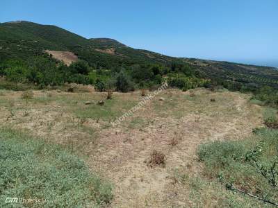 Tekirdağ Şarköy Çengelli Mahallesi Satılık Tarla 3