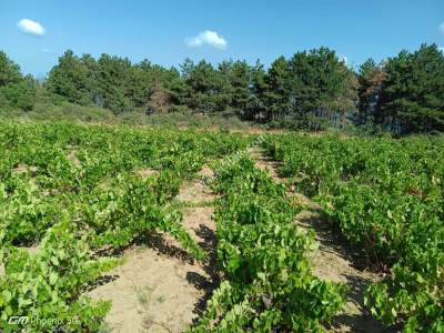 Tekirdağ Şarköy Çengelli Mahallesi Satılık Tarla 13