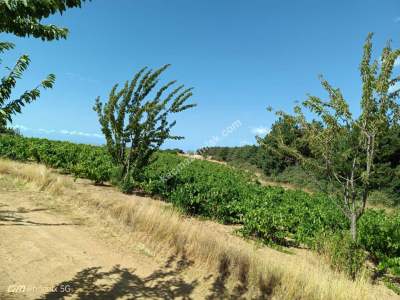 Tekirdağ Şarköy Çengelli Mahallesi Satılık Tarla 6