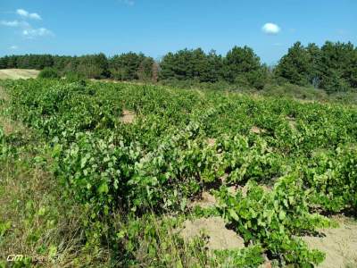 Tekirdağ Şarköy Çengelli Mahallesi Satılık Tarla 12