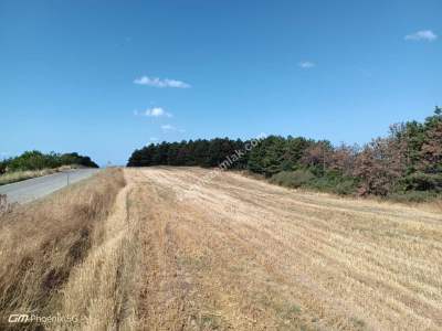 Tekirdağ Şarköy Çengelli Mahallesi Satılık Tarla 23