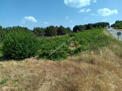 Tekirdağ Şarköy Çengelli Mahallesi Satılık Tarla 19