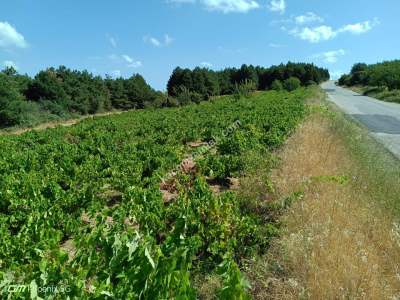 Tekirdağ Şarköy Çengelli Mahallesi Satılık Tarla 14