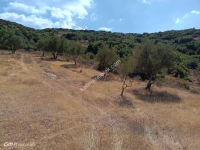 Tekirdağ Şarköy Çengelli Mahallesi Satılık Zeytinlik 1