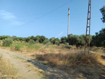 Tekirdağ Şarköy Eriklice Mahallesi Satılık Tarla 9