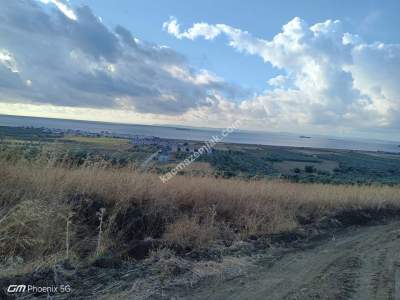 Tekirdağ Şarköy Eriklice Mahallesi Satılık Tarla 2