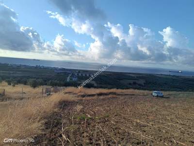 Tekirdağ Şarköy Eriklice Mahallesi Satılık Tarla 3