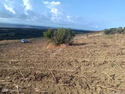 Tekirdağ Şarköy Eriklice Mahallesi Satılık Tarla 5