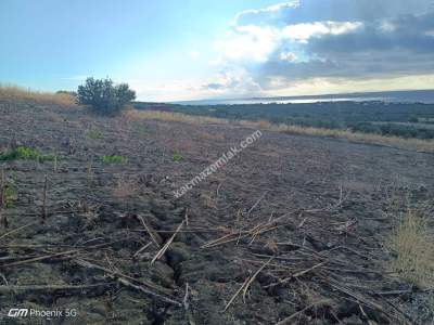 Tekirdağ Şarköy Eriklice Mahallesi Satılık Tarla 4