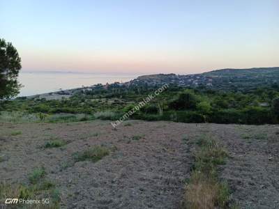 Tekirdağ Şarköy Gaziköy Mahallesi Satılık Tarla 9