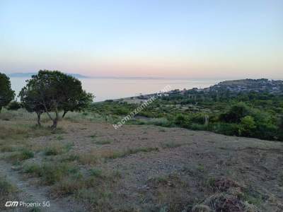 Tekirdağ Şarköy Gaziköy Mahallesi Satılık Tarla 7