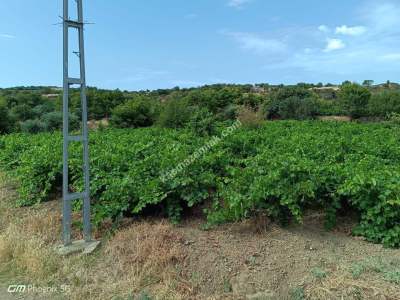 Tekirdağ Şarköy Gaziköy Mahallesinde Satılık Üzüm Bağı 4