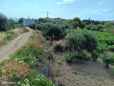 Tekirdağ Şarköy Gaziköy Mahallesinde Satılık Üzüm Bağı 11