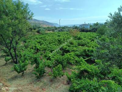 Tekirdağ Şarköy Gaziköy Mahallesinde Satılık Üzüm Bağı 8