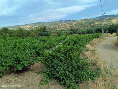 Tekirdağ Şarköy Gaziköy Mahallesinde Satılık Üzüm Bağı 2