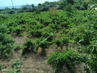 Tekirdağ Şarköy Gaziköy Mahallesinde Satılık Üzüm Bağı 9