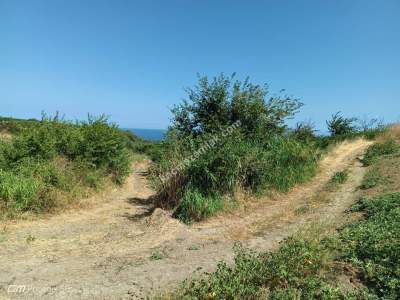 Tekirdağ Şarköy Gaziköy Mahalesi Satılık Üzüm Bağı 4