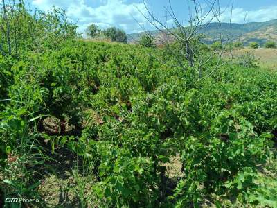 Tekirdağ Şarköy Gaziköy Mahalesi Satılık Üzüm Bağı 18