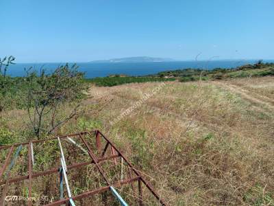 Tekirdağ Şarköy Gaziköy Mahalesi Satılık Üzüm Bağı 10