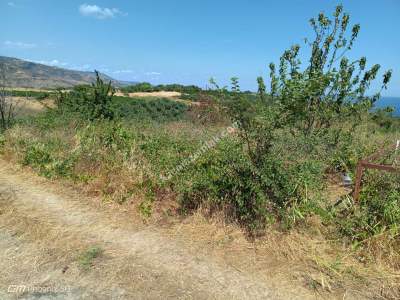 Tekirdağ Şarköy Gaziköy Mahalesi Satılık Üzüm Bağı 6