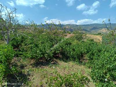 Tekirdağ Şarköy Gaziköy Mahalesi Satılık Üzüm Bağı 20