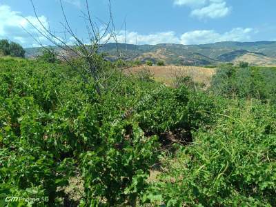 Tekirdağ Şarköy Gaziköy Mahalesi Satılık Üzüm Bağı 16