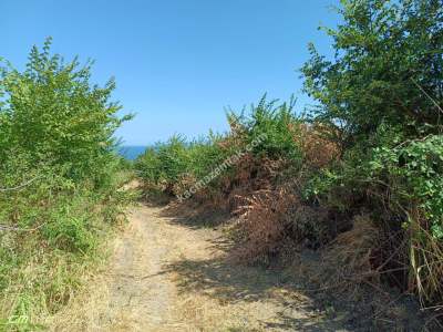 Tekirdağ Şarköy Gaziköy Mahalesi Satılık Üzüm Bağı 5