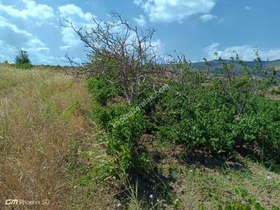 Tekirdağ Şarköy Gaziköy Mahalesi Satılık Üzüm Bağı 21