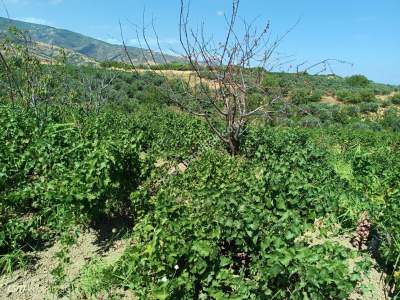 Tekirdağ Şarköy Gaziköy Mahalesi Satılık Üzüm Bağı 22