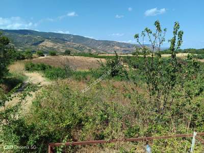 Tekirdağ Şarköy Gaziköy Mahalesi Satılık Üzüm Bağı 13