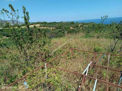 Tekirdağ Şarköy Gaziköy Mahalesi Satılık Üzüm Bağı 11