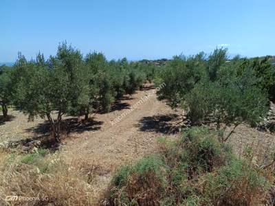 Tekirdağ Şarköy Gaziköy Mahallesi Satılık 7