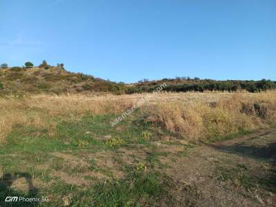 Tekirdağ Şarköy Gaziköy Mahallesi Satılık Tarla 3