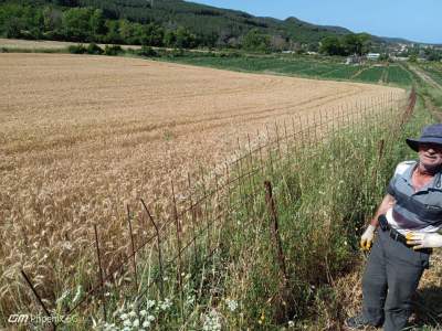 Tekirdağ Şarköy Gölcük Mahallesinde Satılık Tarla 5