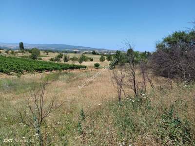 Tekirdağ Şarköy Gölcük Mahallesi Satılık Tarla 5