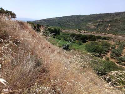 Tekirdağ Şarköy Hoşköy Mahallesi Satılık Tarla Bahçe 15