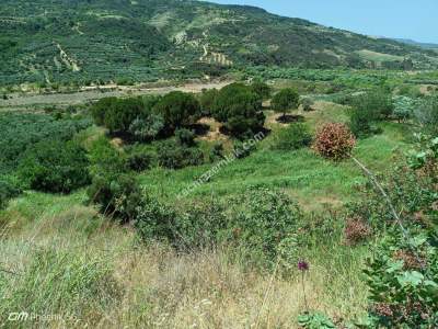 Tekirdağ Şarköy Hoşköy Mahallesi Satılık Tarla Bahçe 21