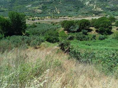 Tekirdağ Şarköy Hoşköy Mahallesi Satılık Tarla Bahçe 23