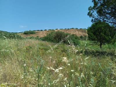 Tekirdağ Şarköy Hoşköy Mahallesi Satılık Tarla Bahçe 9