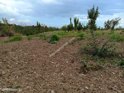 Tekirdağ Şarköy Hoşköy Mahallesi Satılık Meyve Bahçesi 4