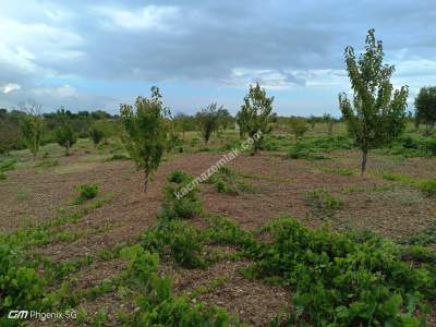 Tekirdağ Şarköy Hoşköy Mahallesi Satılık Meyve Bahçesi 2