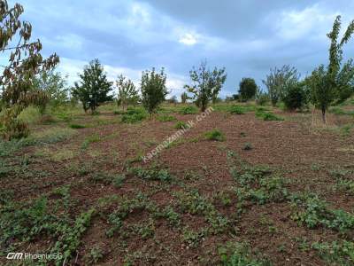 Tekirdağ Şarköy Hoşköy Mahallesi Satılık Meyve Bahçesi 5