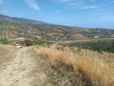 Tekirdağ Şarköy Hoşköy Mahallesi Satılık Tarla 4